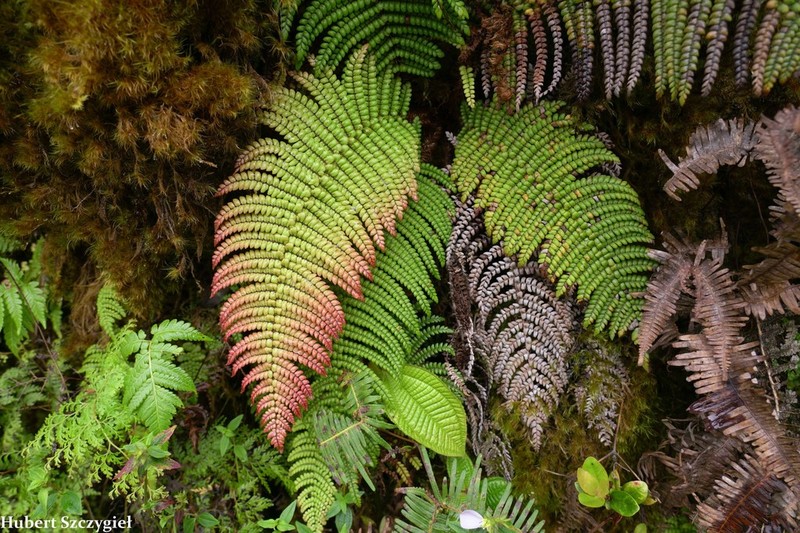Forest Plume Fern