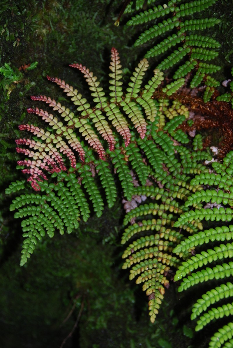 Forest Plume Fern photo 2