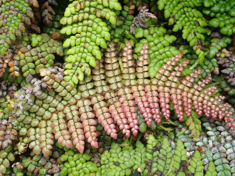 Forest Plume Fern photo 3