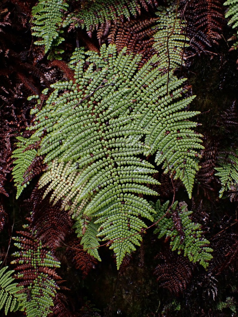 Forest Plume Fern photo 4
