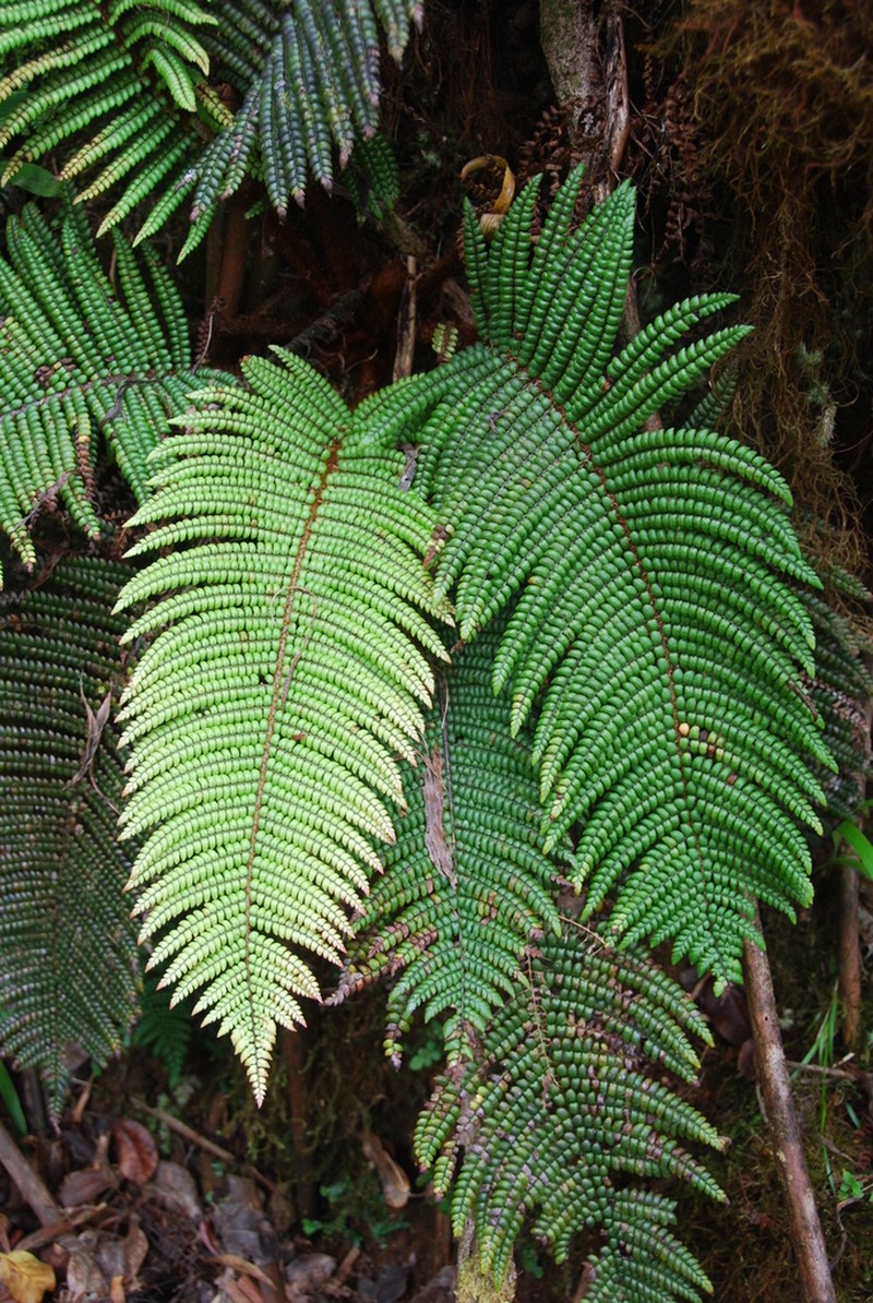 Forest Plume Fern photo 5