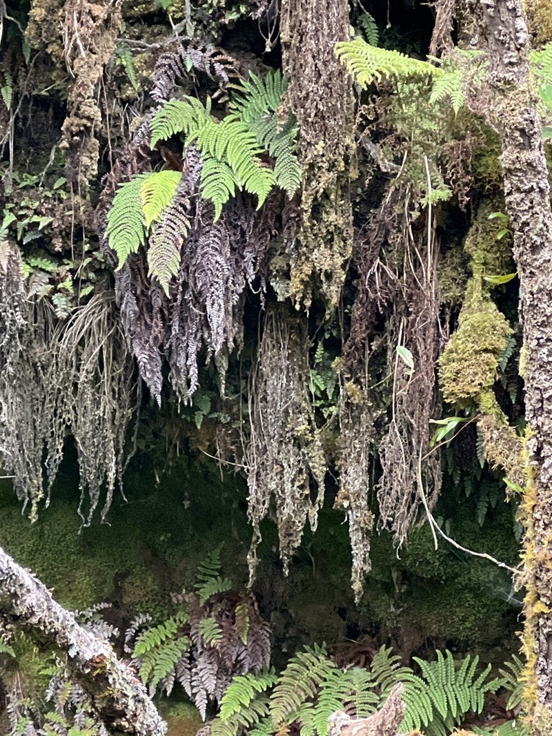 Forest Plume Fern photo 6
