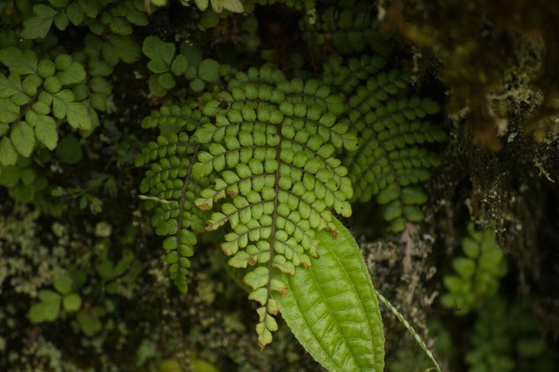 Forest Plume Fern photo 7