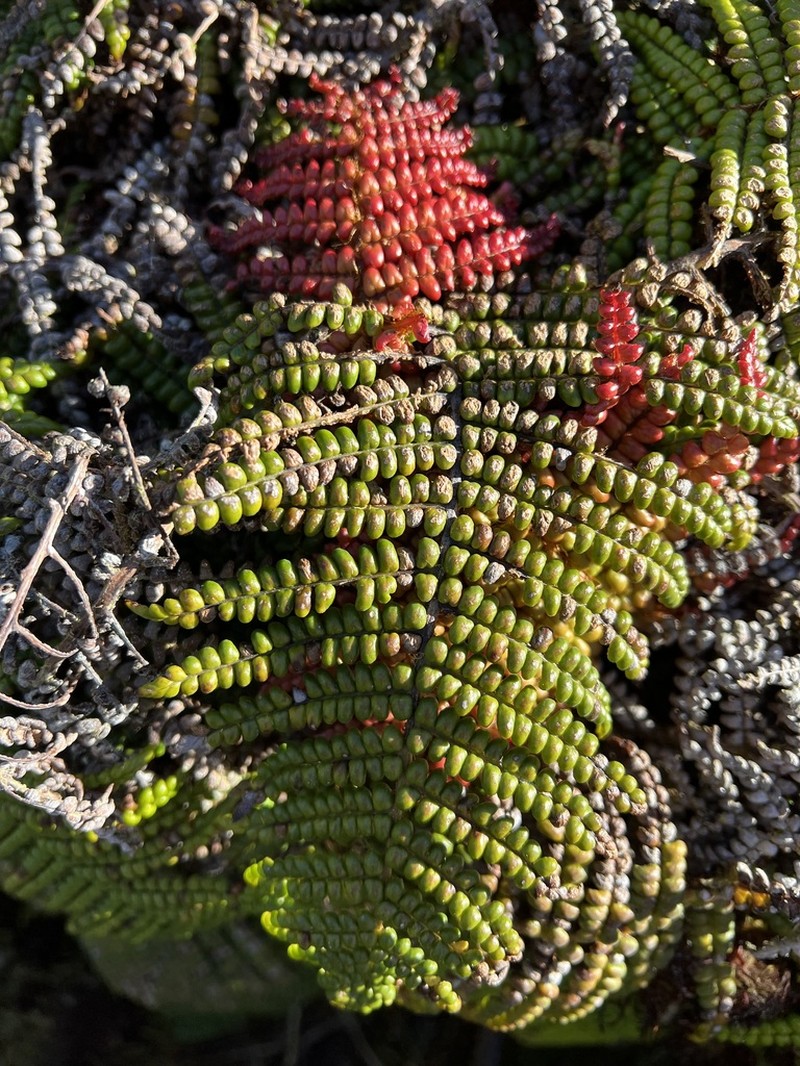 Forest Plume Fern photo 8