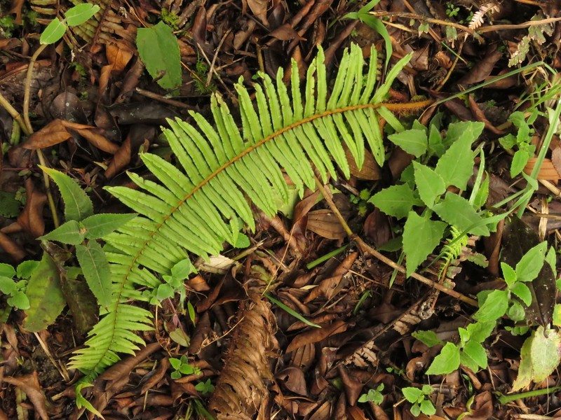 Blechnum stipitellatum