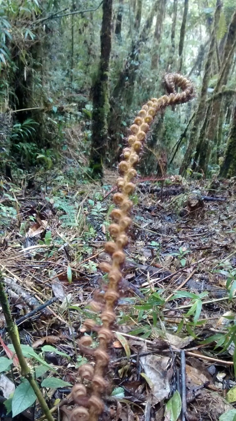 Blechnum stipitellatum photo 2