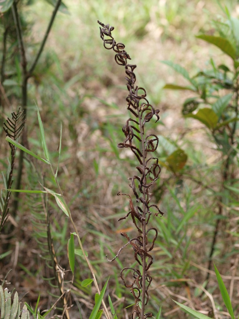 Blechnum stipitellatum photo 3