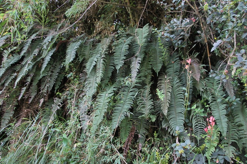 Blechnum stipitellatum photo 4