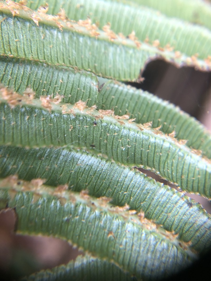 Blechnum stipitellatum photo 5