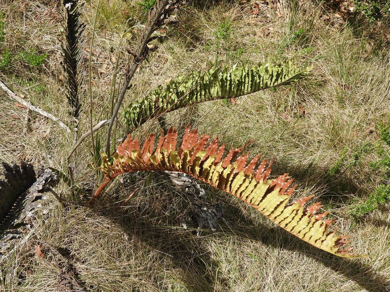 Blechnum stipitellatum photo 6