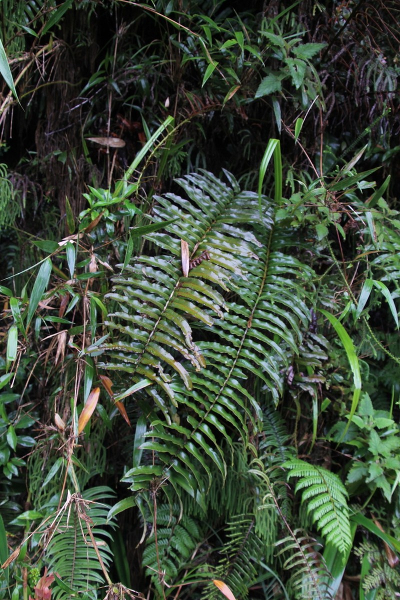 Blechnum stipitellatum photo 7