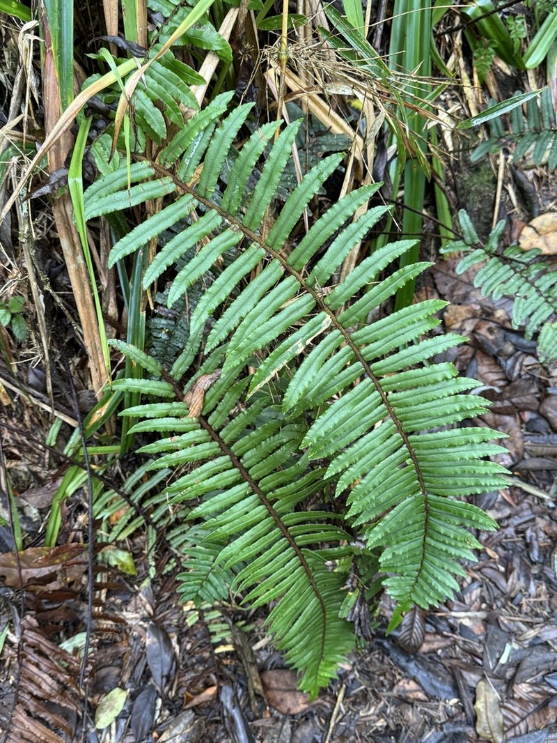Blechnum stipitellatum photo 8