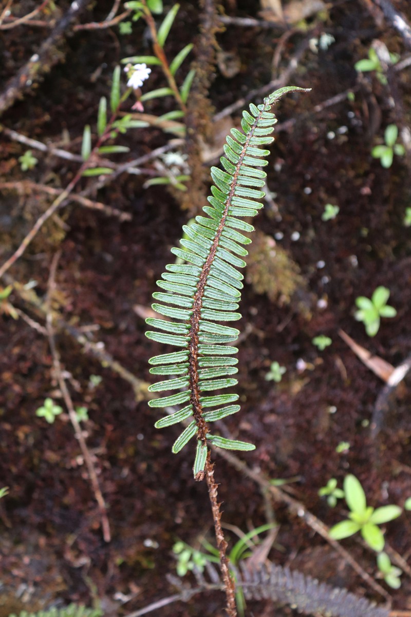 Blechnum stuebelii