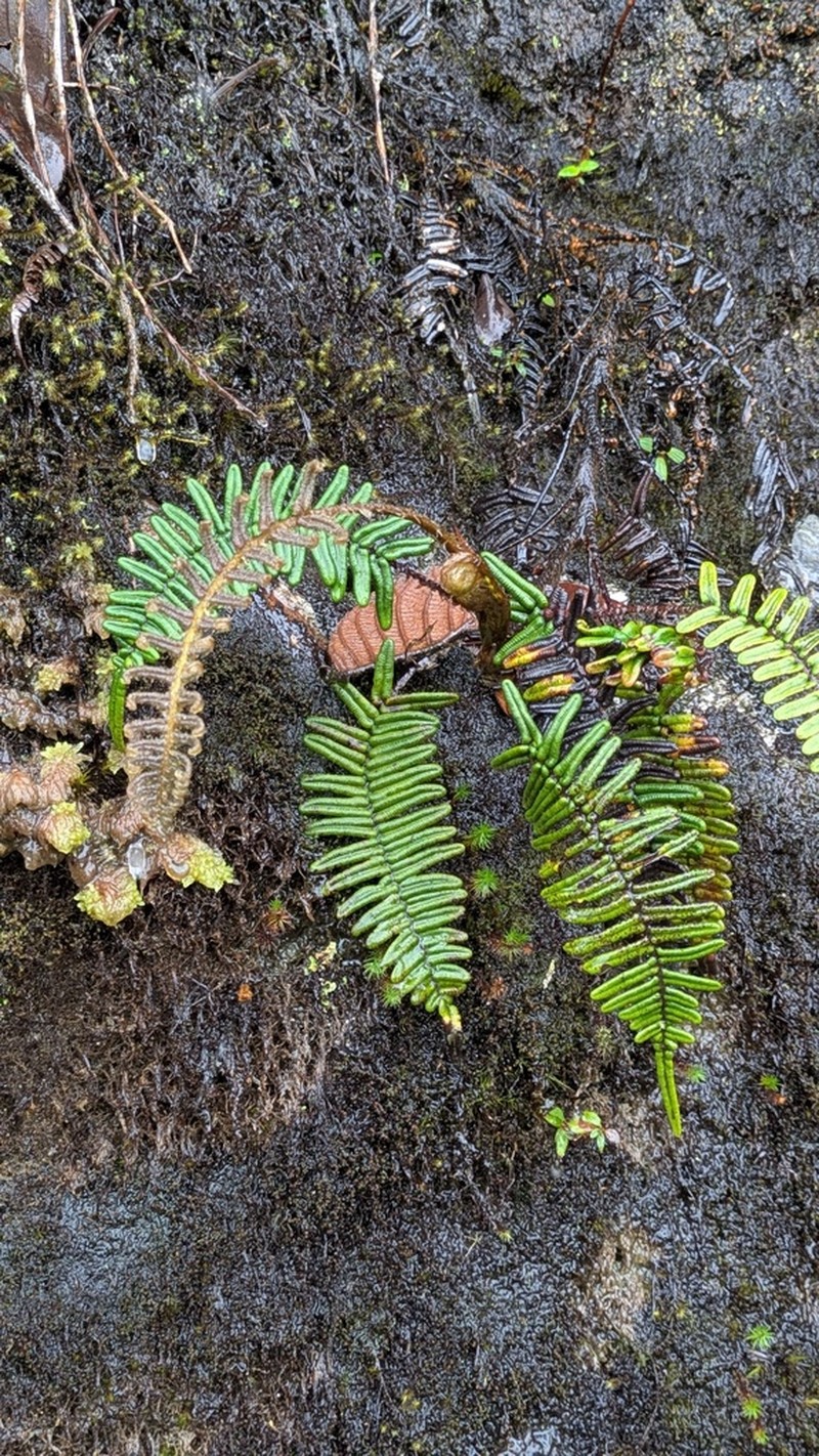 Blechnum stuebelii photo 2