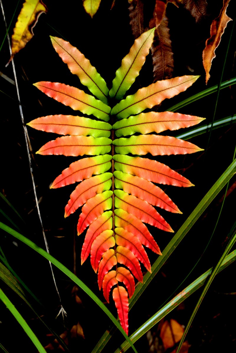 Blechnum subcordatum
