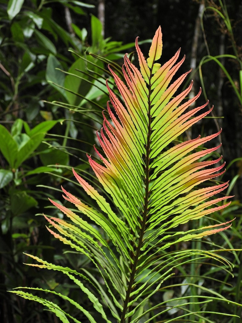 Blechnum subcordatum photo 2