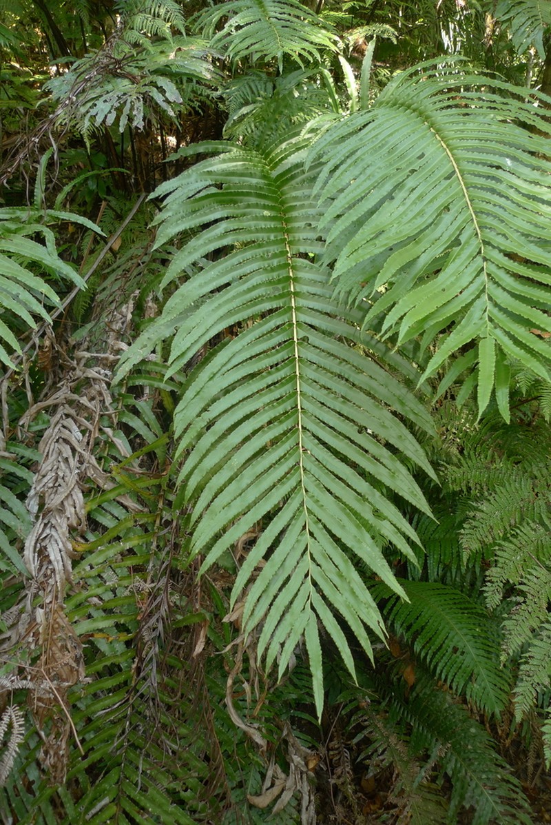 Blechnum subcordatum photo 3
