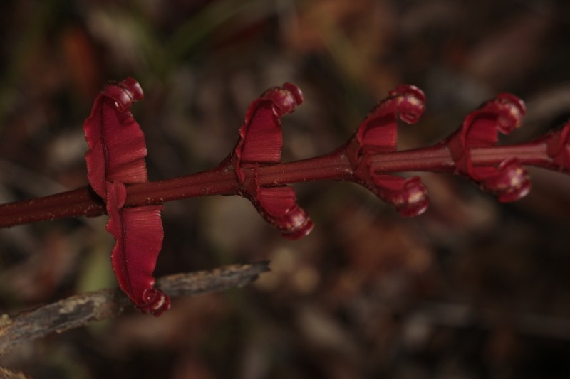 Blechnum subcordatum photo 4