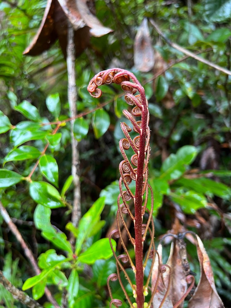Blechnum subcordatum photo 5
