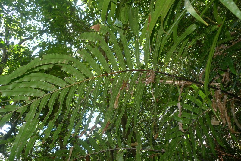 Blechnum subcordatum photo 6