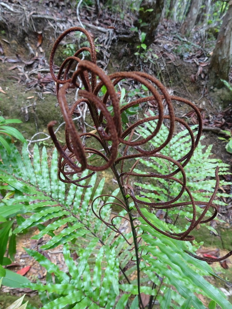 Blechnum subcordatum photo 7