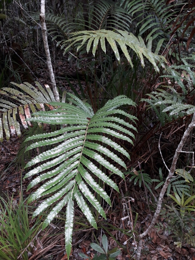 Blechnum subcordatum photo 8