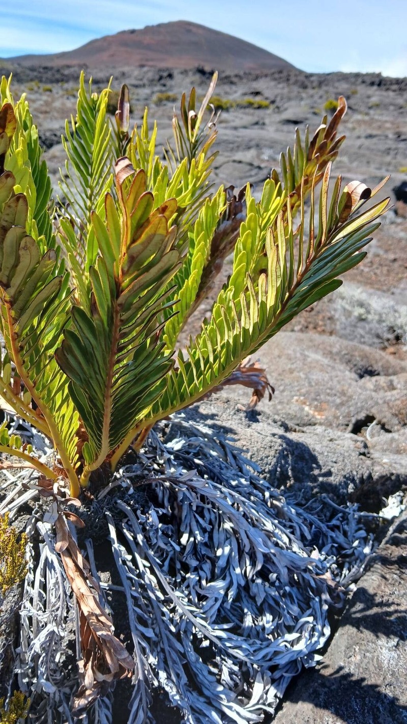 Blechnum tabulare photo 2