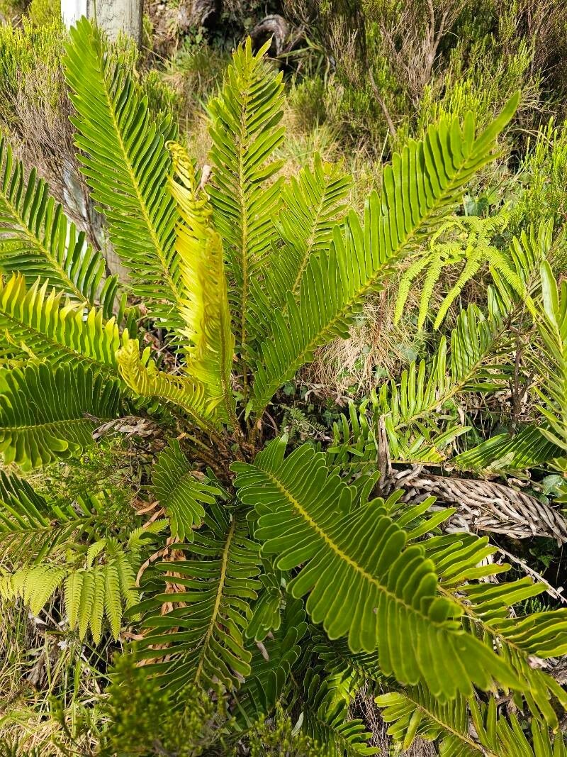 Blechnum tabulare photo 3