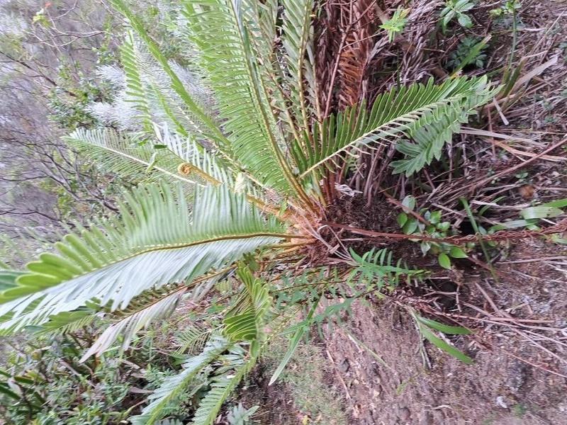 Blechnum tabulare photo 4
