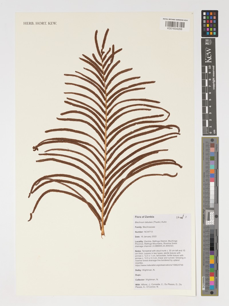 Blechnum tabulare photo 5