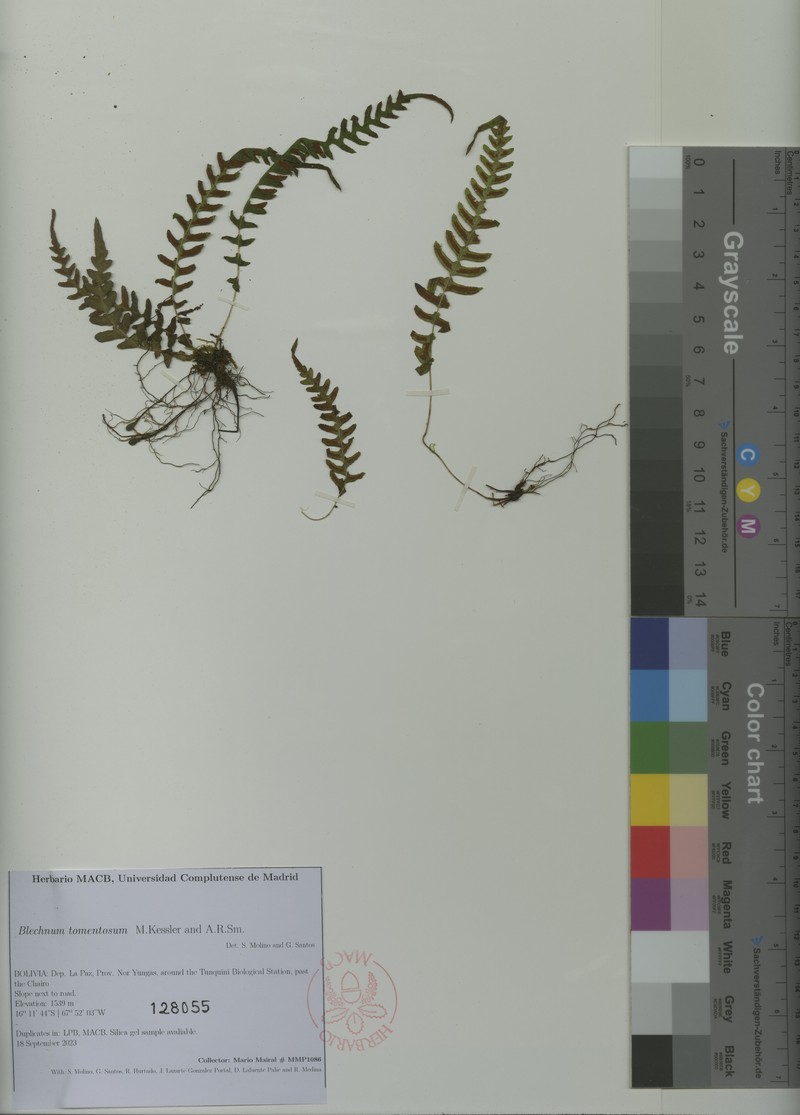 Blechnum tomentosum