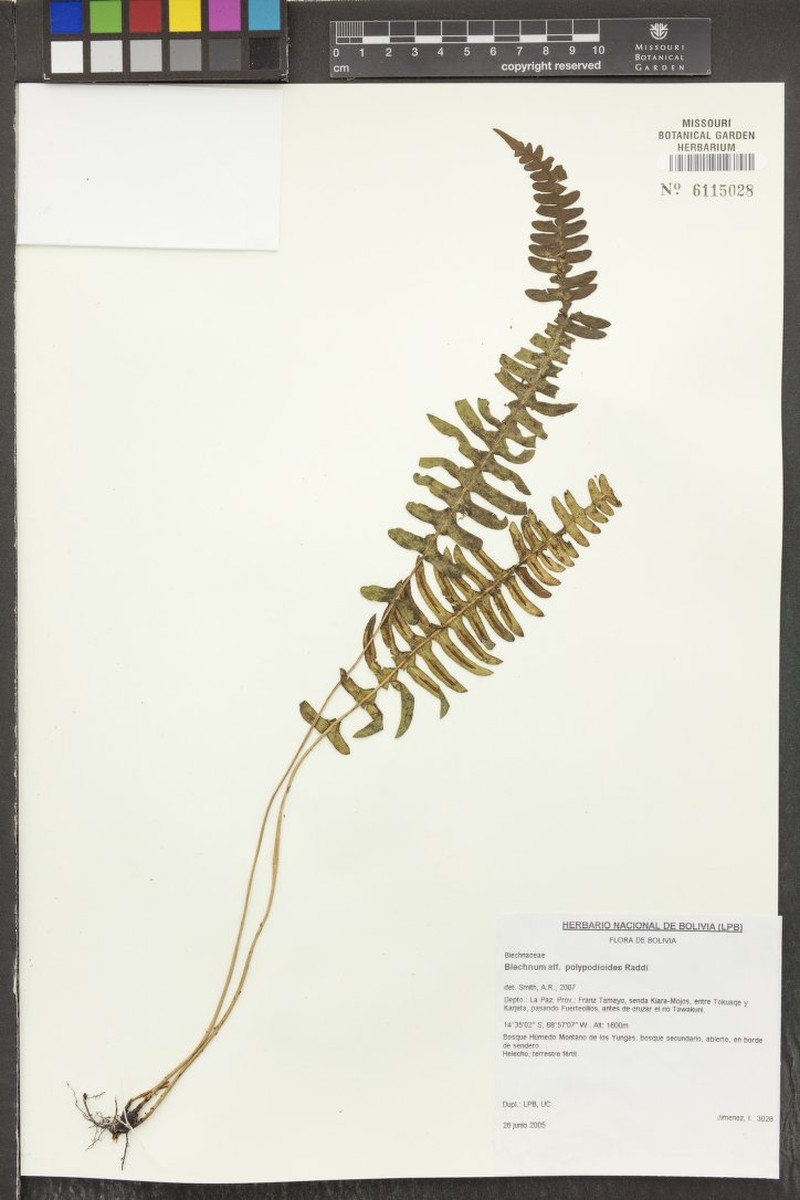 Blechnum tomentosum photo 2