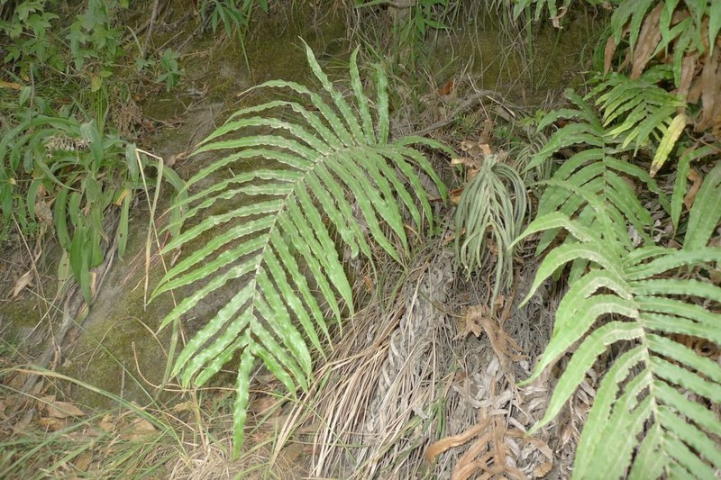 Blechnum triangularifolium photo 2