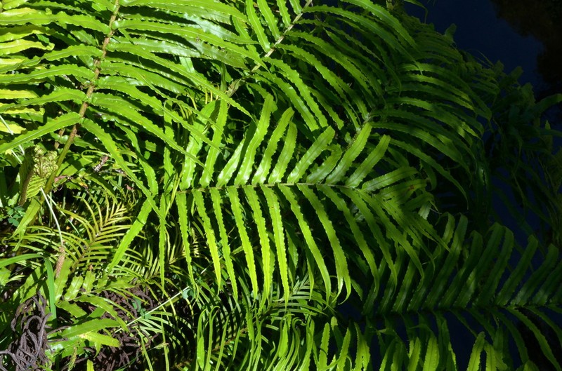 Blechnum triangularifolium photo 3