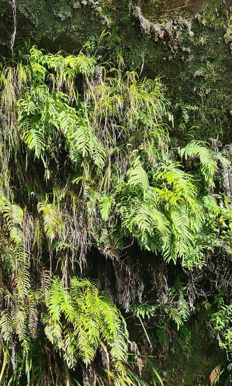 Blechnum triangularifolium photo 4