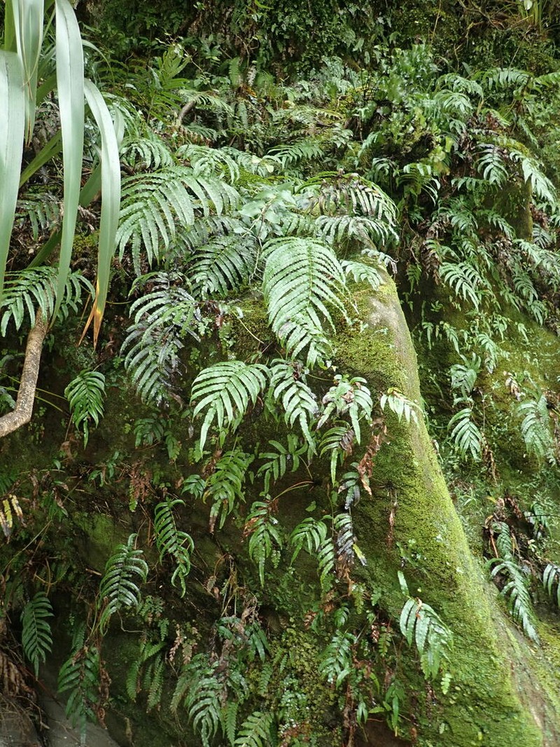Blechnum triangularifolium photo 5