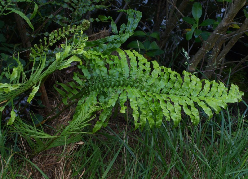 Blechnum triangularifolium photo 6