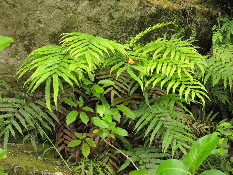 Blechnum triangularifolium photo 7