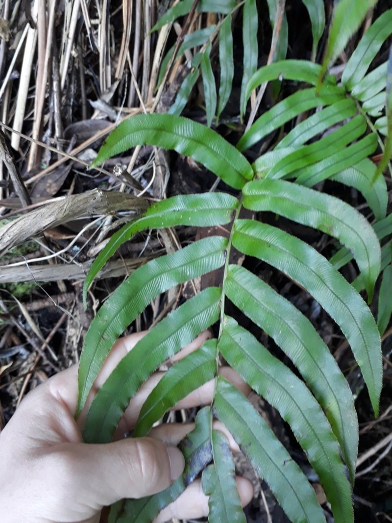 Blechnum triangularifolium photo 8