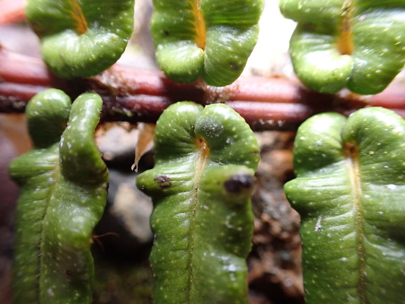 Blechnum tuerckheimii