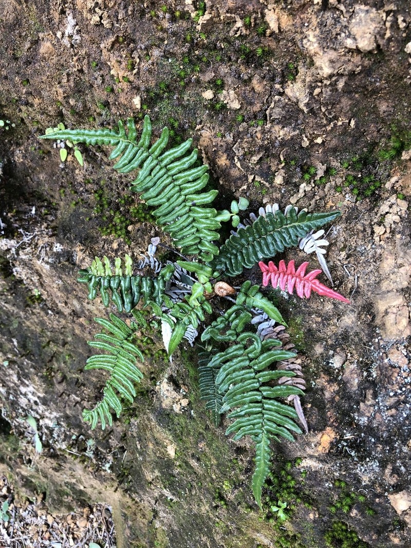 Blechnum tuerckheimii photo 2