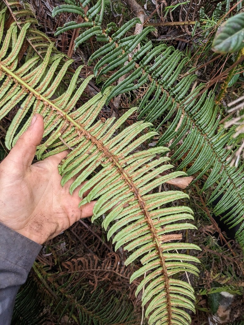 Blechnum tuerckheimii photo 3
