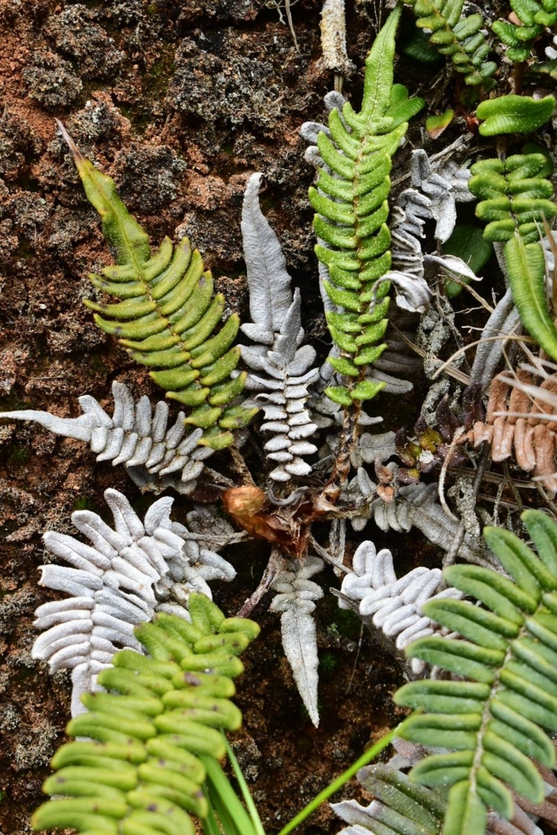 Blechnum tuerckheimii photo 4