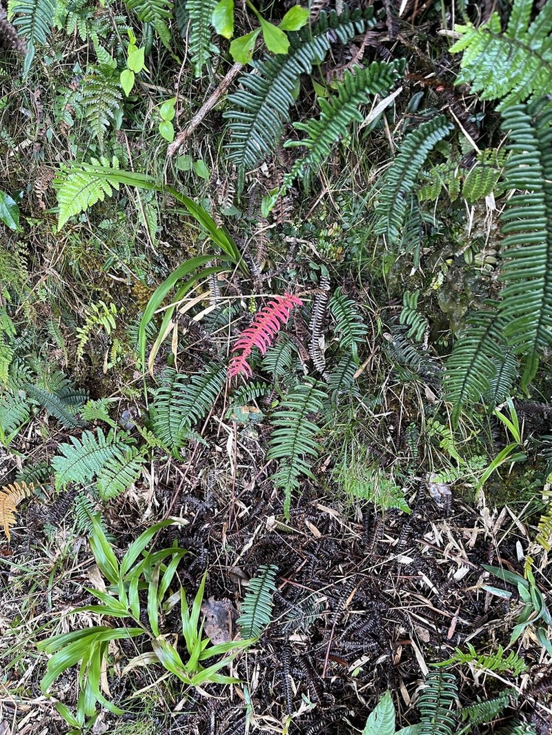 Blechnum tuerckheimii photo 5