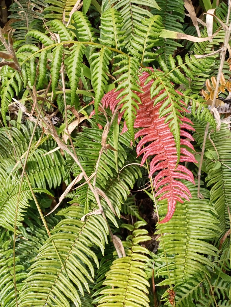 Blechnum tuerckheimii photo 6