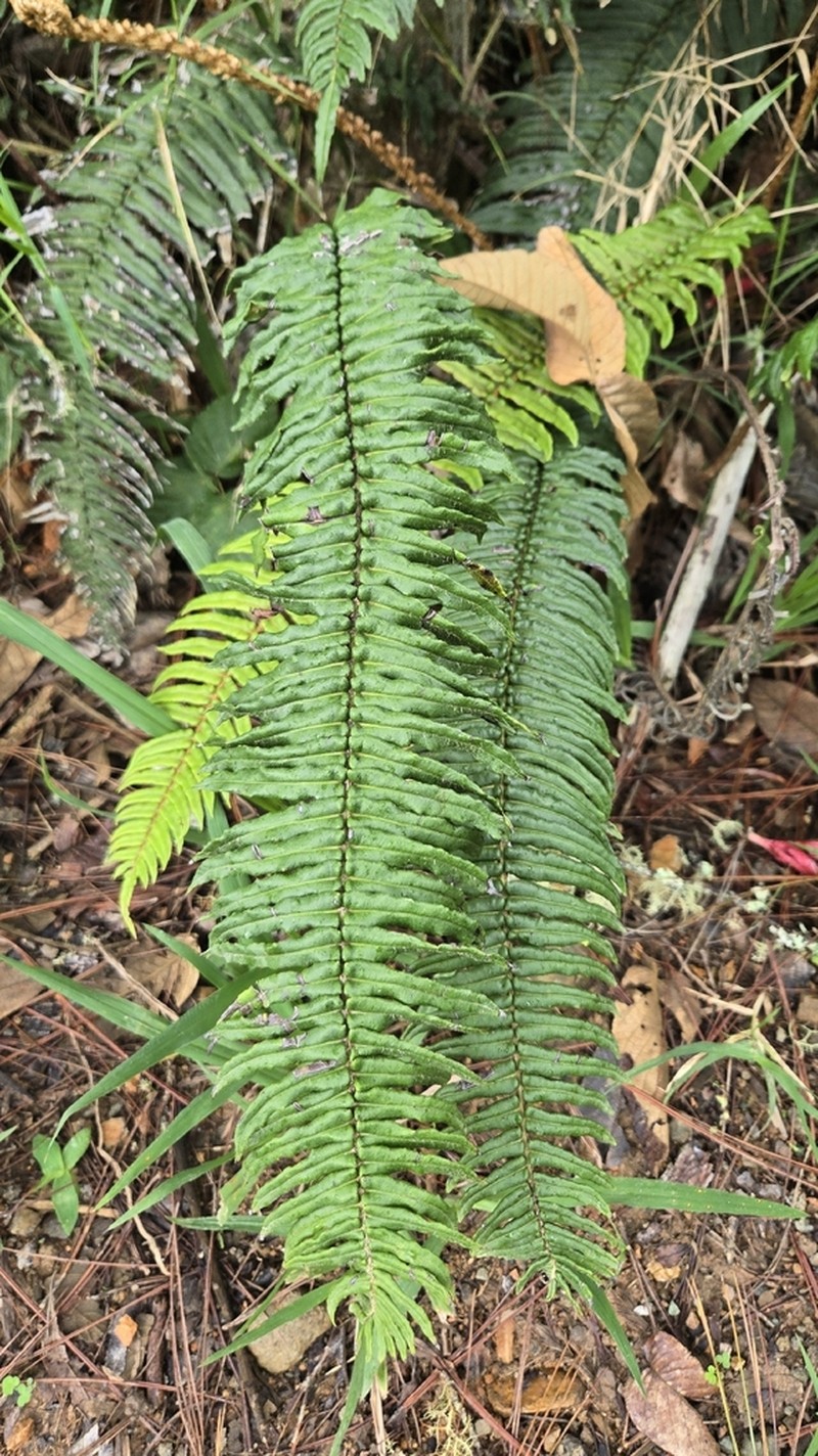 Blechnum tuerckheimii photo 7