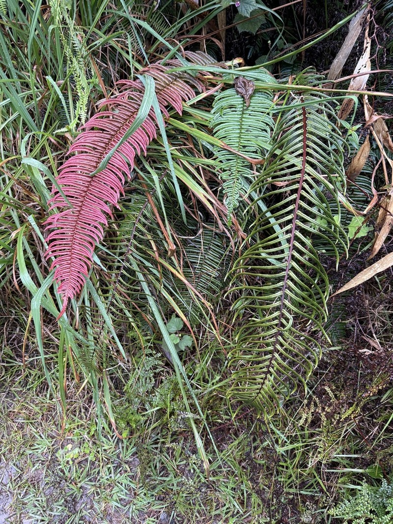 Blechnum tuerckheimii photo 8