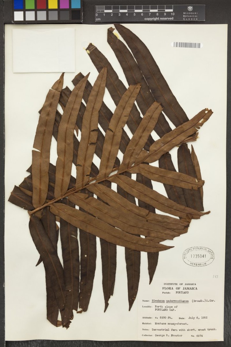 Graceful Midsorus Fern