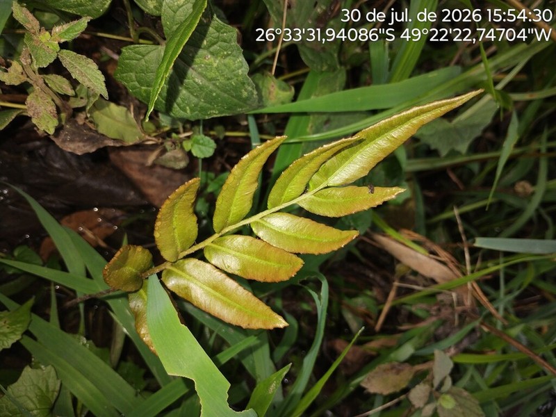 Blechnum usterianum