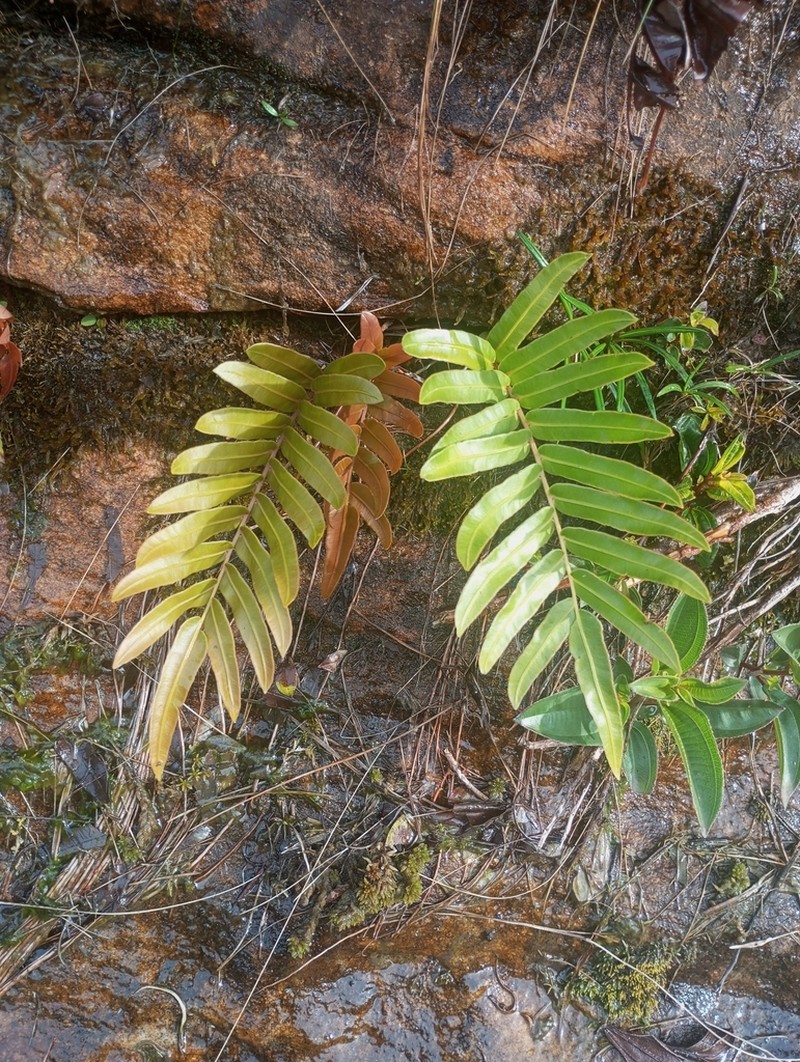 Blechnum usterianum photo 2